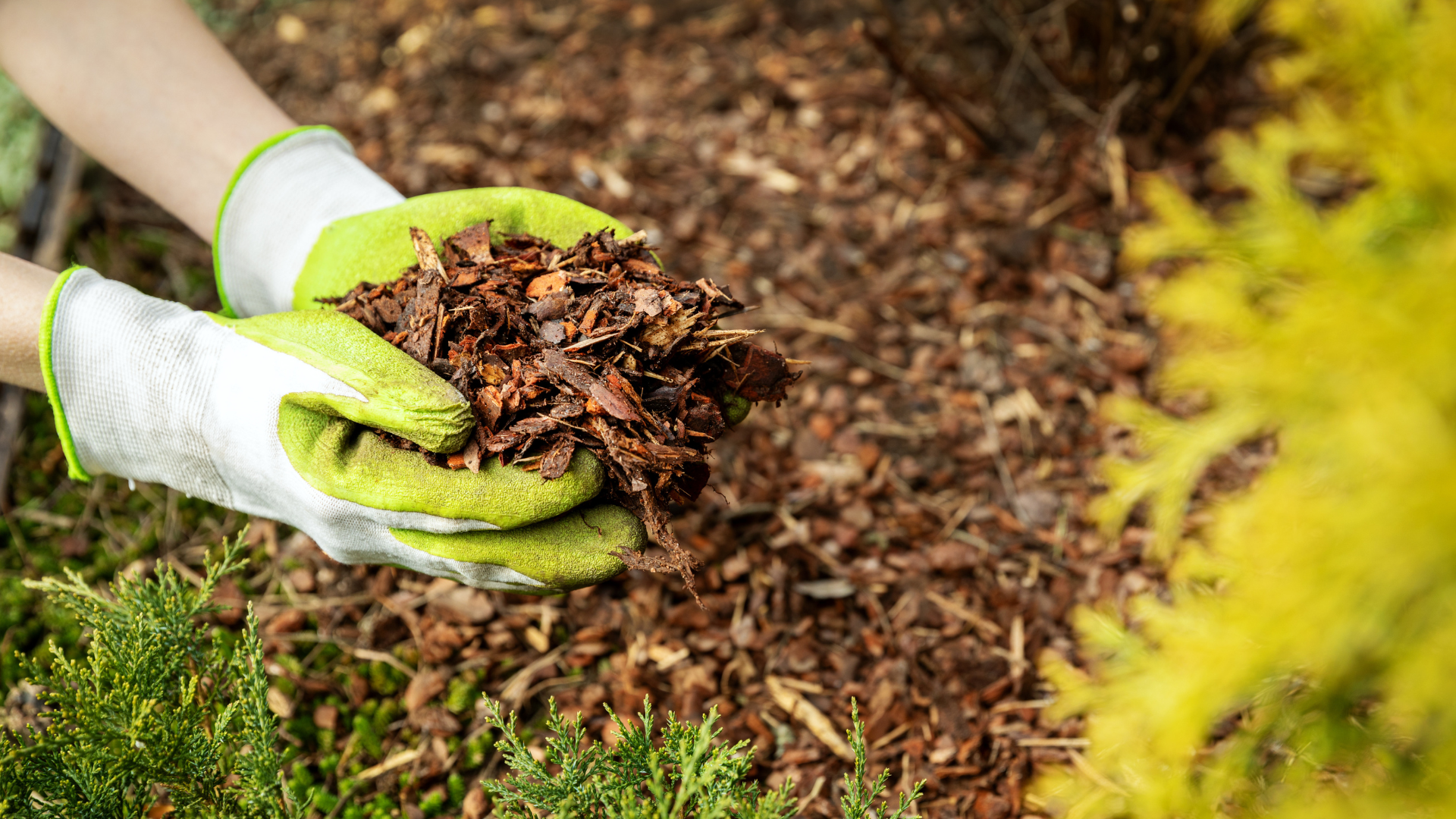 A handful of garden mulch.