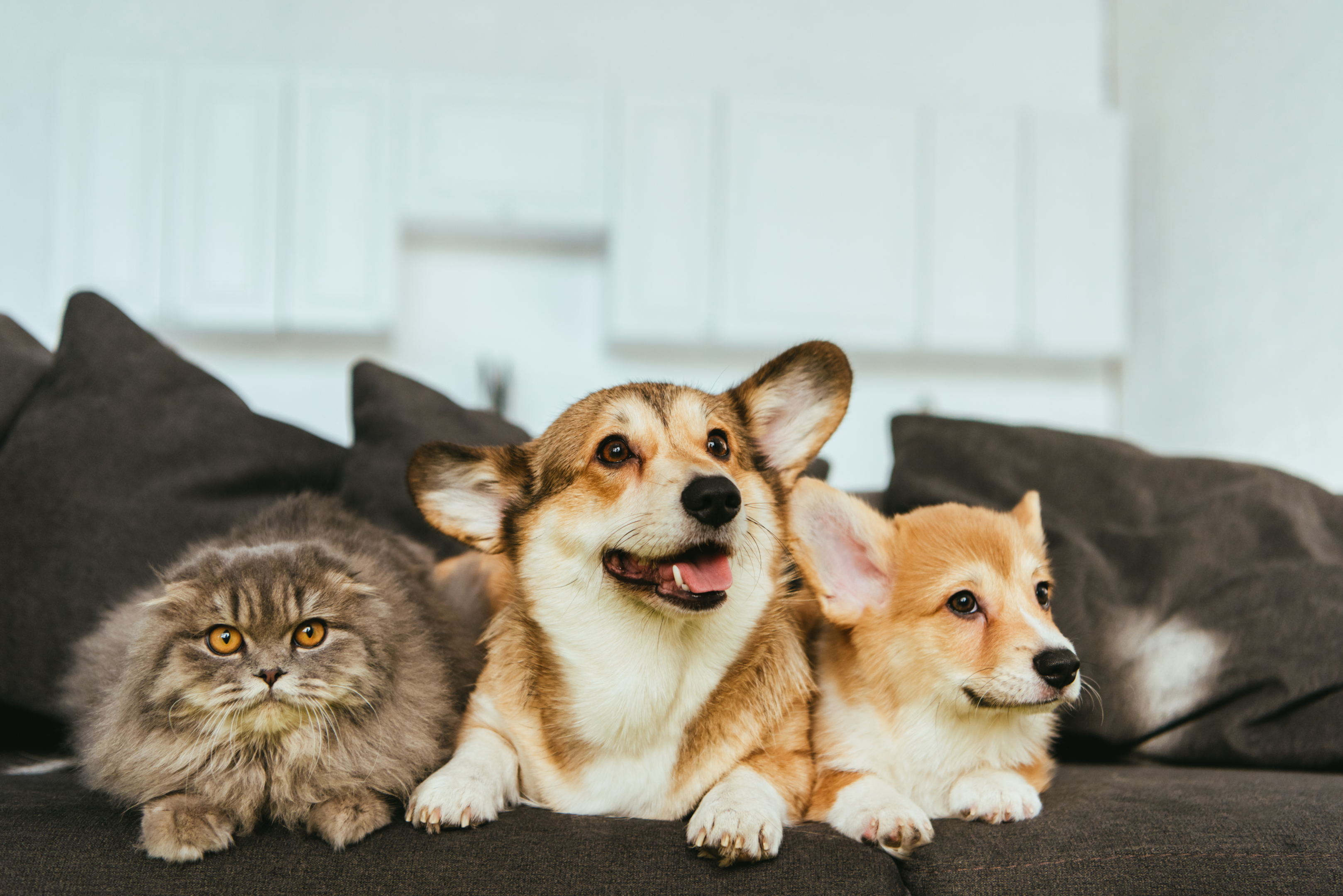 cat and dogs sitting on couch