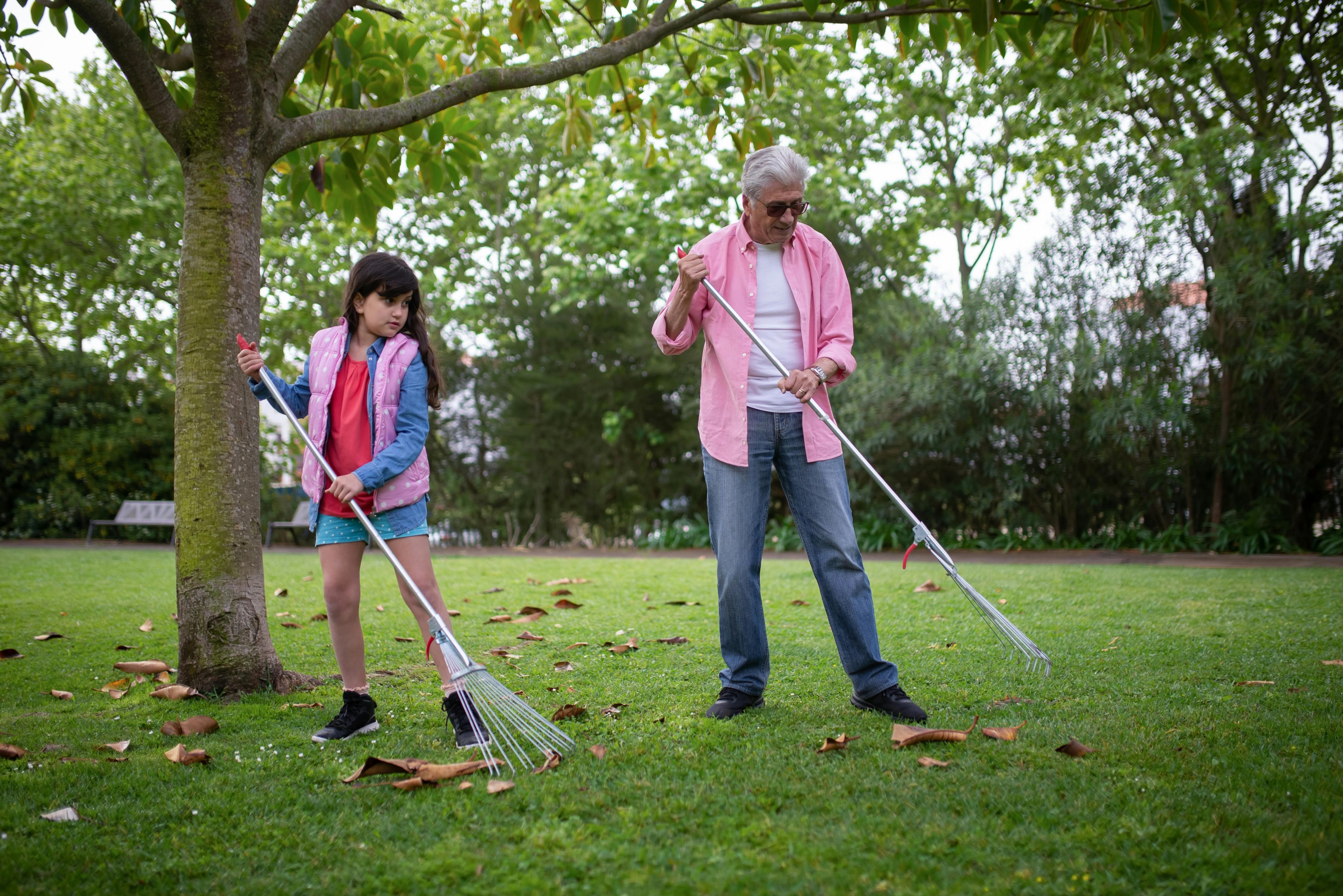 Rakes used for leaf collection in a garden setting.
