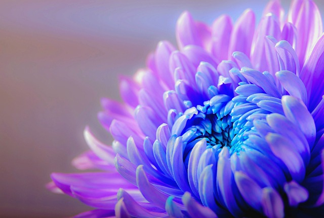 chrysanthemum, flower, plant