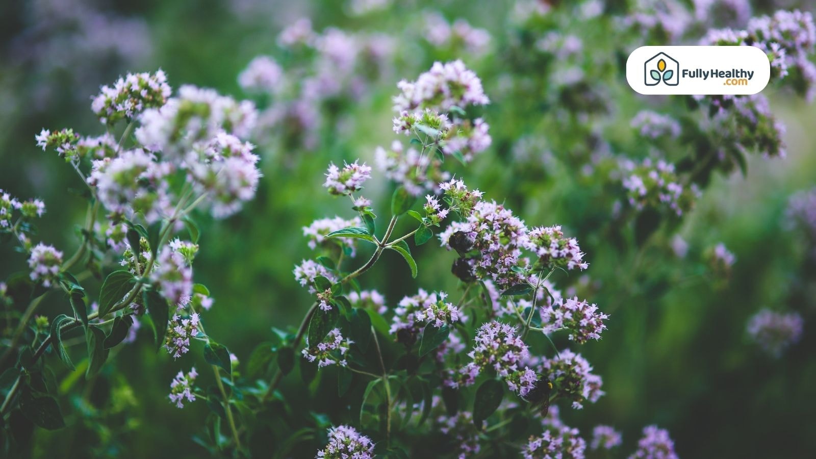 Blooming oregano plants with purple flowers ready for harvest.