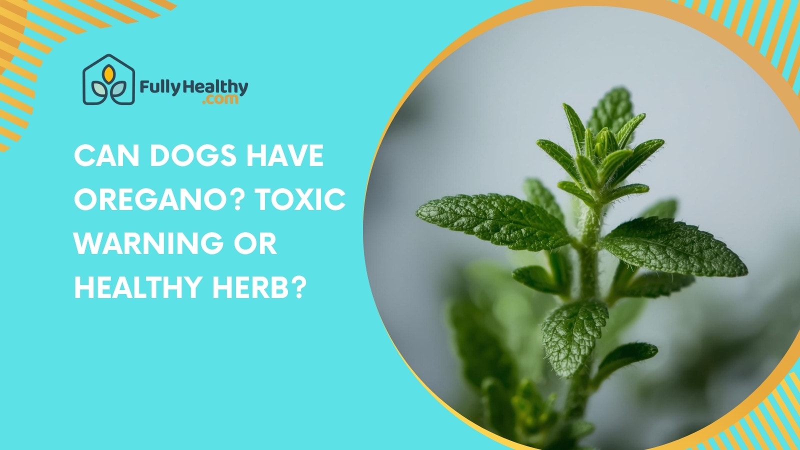 Can Dogs Have Oregano? Toxic Warning or Healthy Herb?