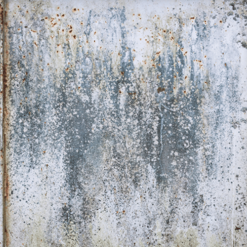 Best air purifier for mold 5 top options