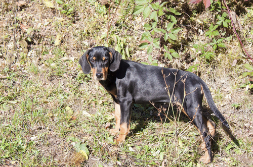 A Transylvania hound in the field