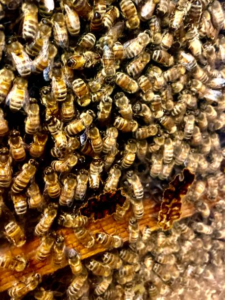 Honey comb and hive management for community engagement