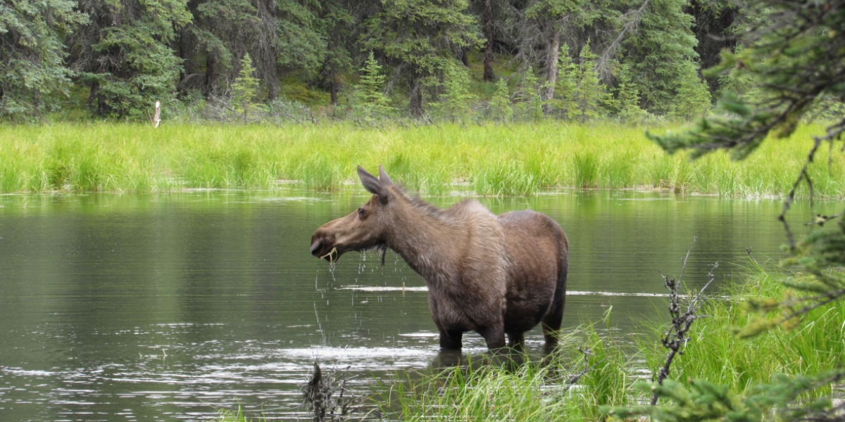 interesting animals in Denali National Park