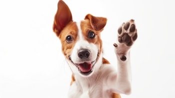 Why Does My Dog Have Goopy Eyes? Understanding Eye Discharge in Dogs ...