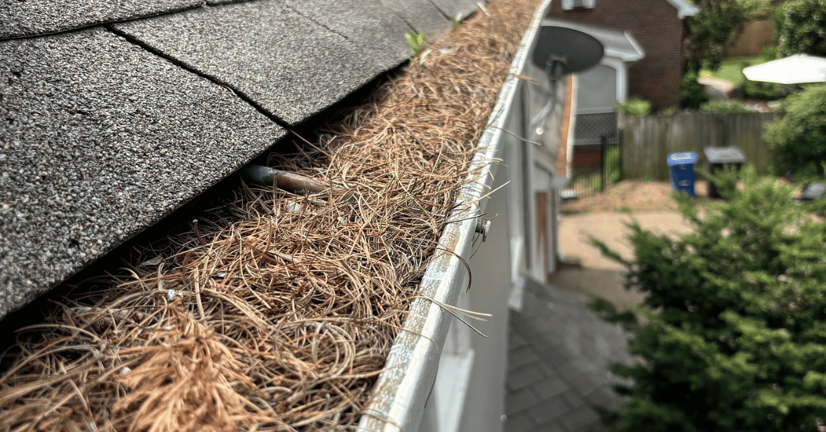 Close-up of a gutter filled with pine needles and debris, showing the importance of roof cleaning and maintenance.