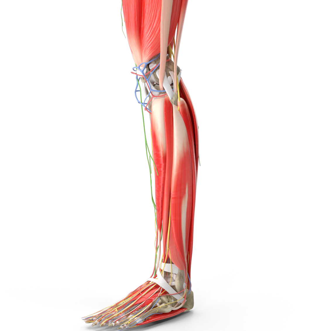 Top of the foot pain can be due to talar impingement. Anatomy showing muscles and talar bone a site where tendinitis occurs.