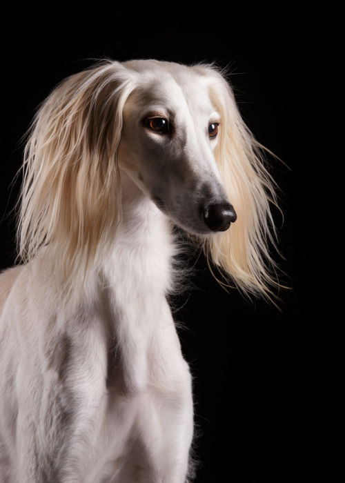 Saluki breed with flowy hair from ear