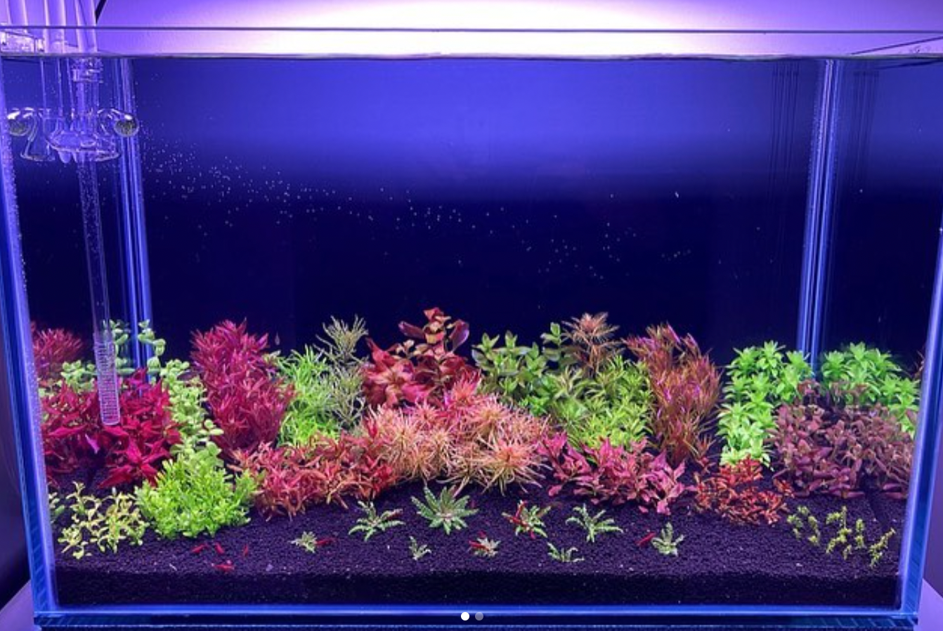 What Is Aquascaping?