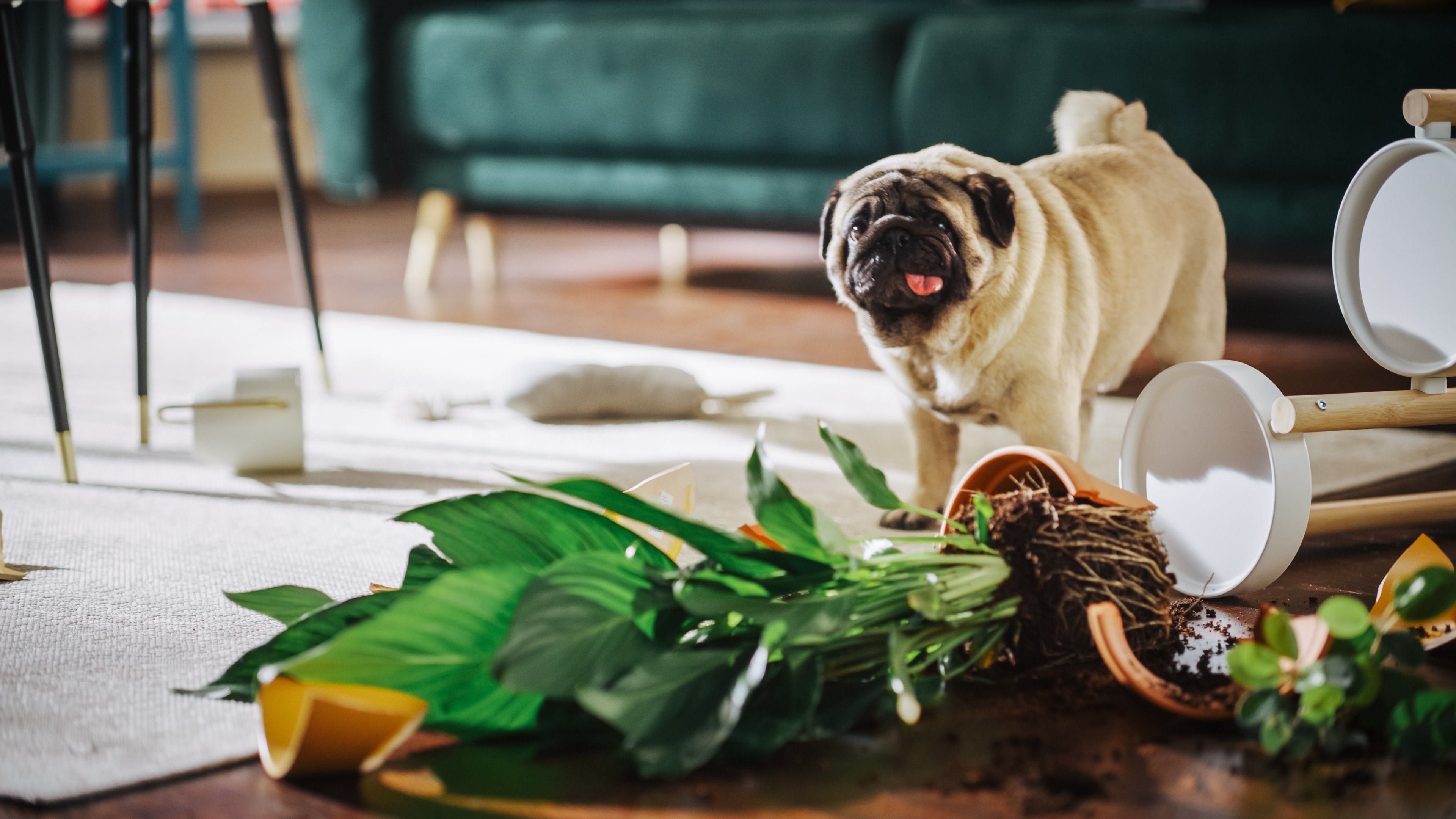 A pug with its tongue out next to a knocked over table and dirt on the floor