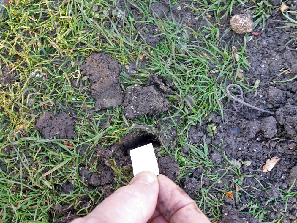 Juicy fruit gum for moles 7 affordable and effective way