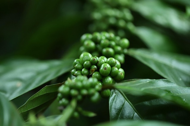 coffee, plant, seeds, nature, buds, grains, plantation, cultive