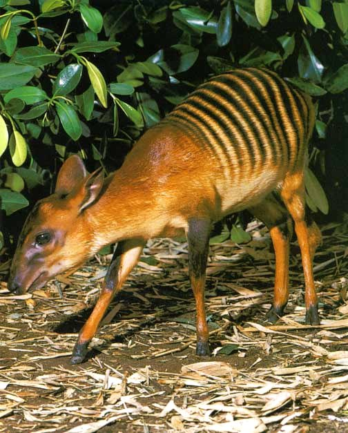 Zebra Duiker