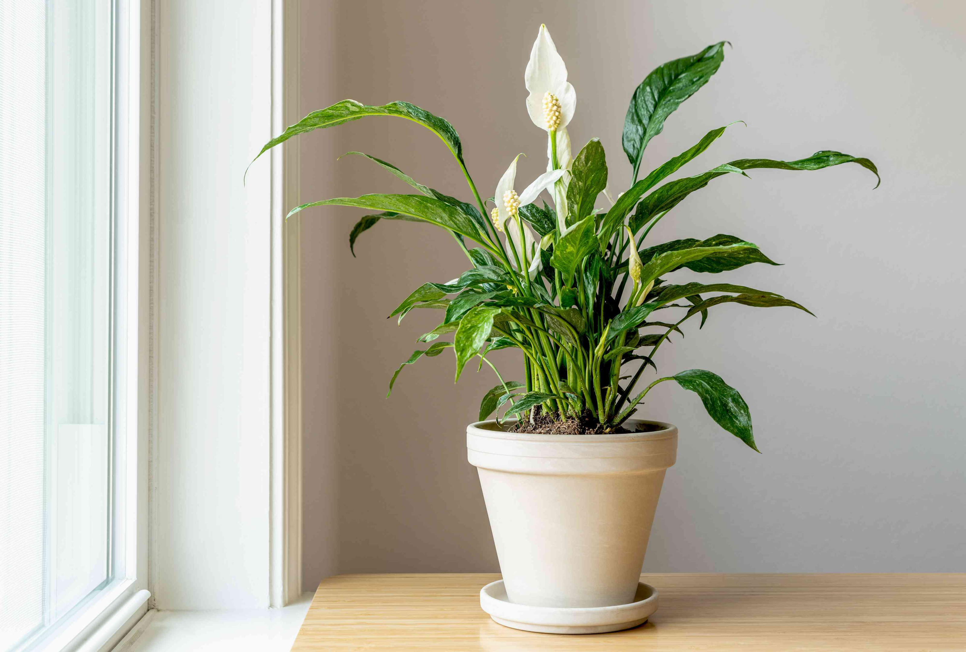 best low maintenance indoor plants
