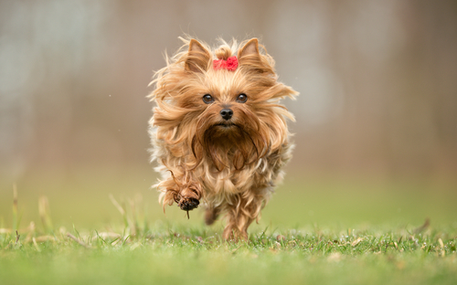 A long haired Yorkie running in a field