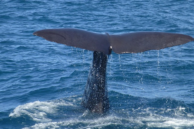 sperm-whale
