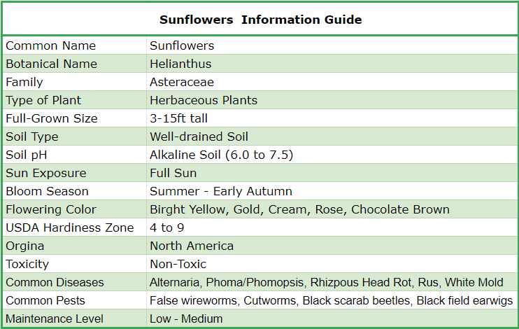 How to Grow Sunflowers: All You Need To Know - Shrubhub