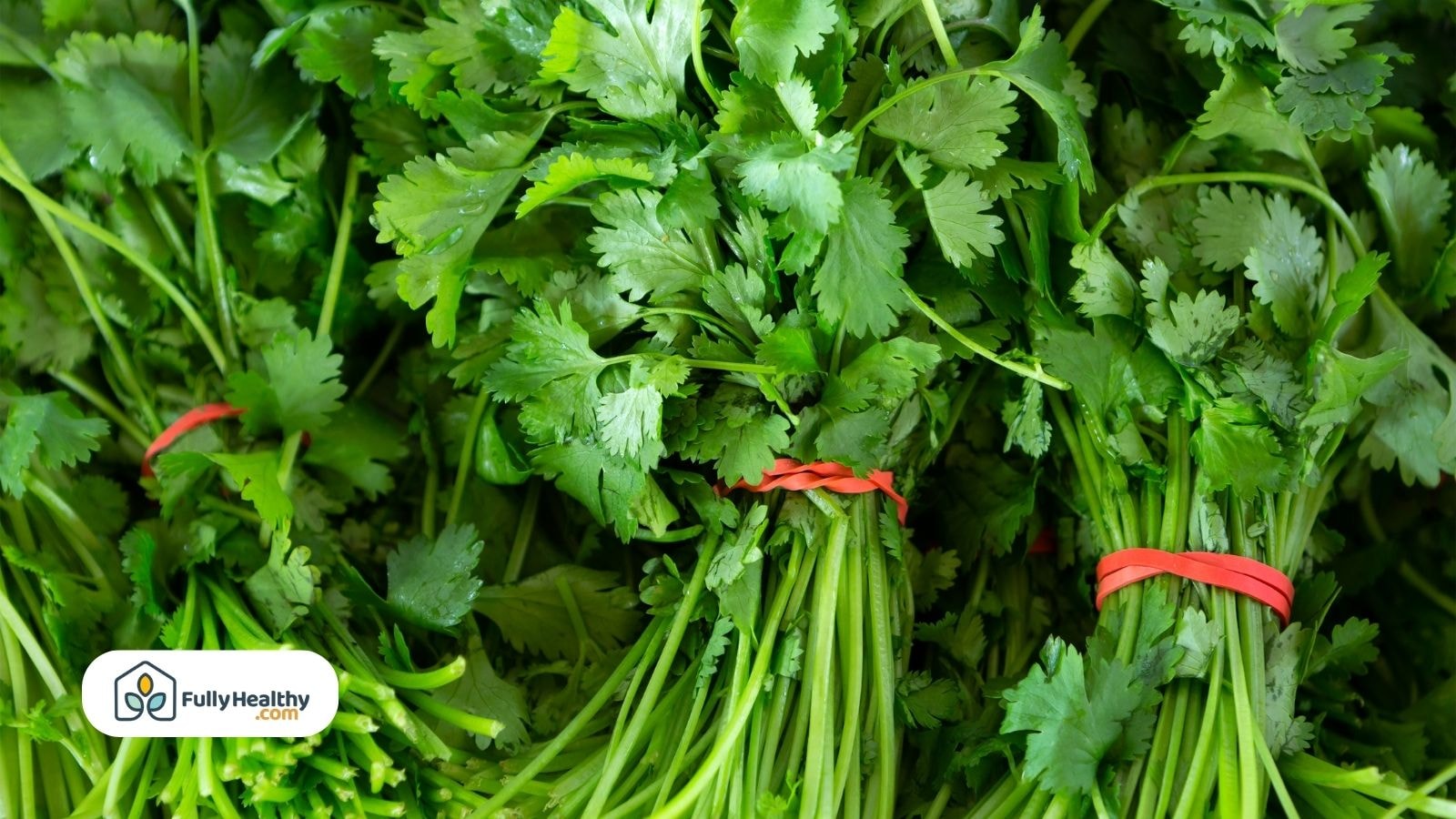 Fresh cilantro bunches with red rubber bands