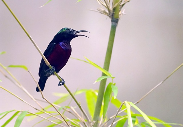 bird, sunbird, Birds that start with N