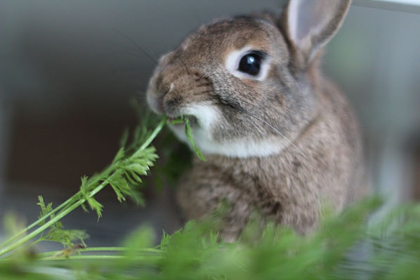 Supplementing With Store-Bought Greens