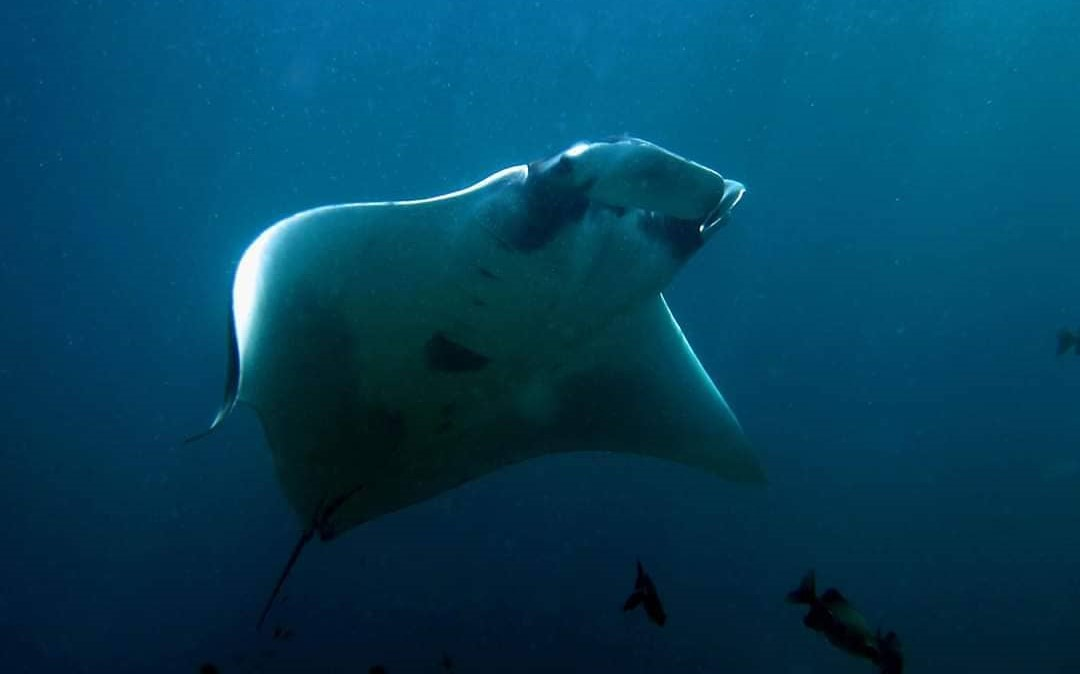 Manta Ray at Hin Muang, Koh Lanta