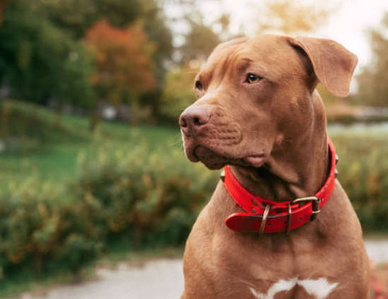 types of lab dogs