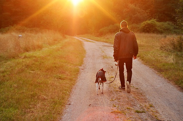 sunset, dog, owner