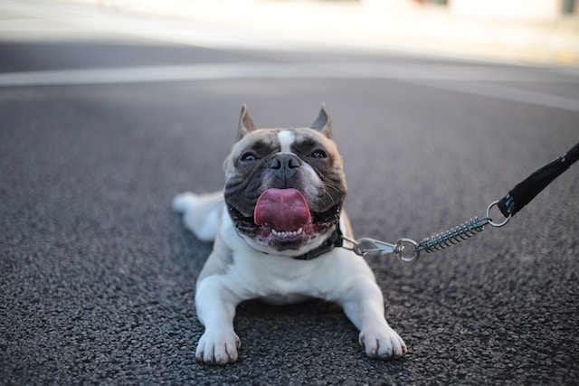 Happy Puppy With A Leash On The Road