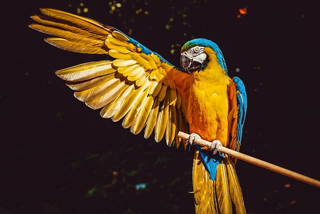 parrot, yellow macaw, birds that start with P