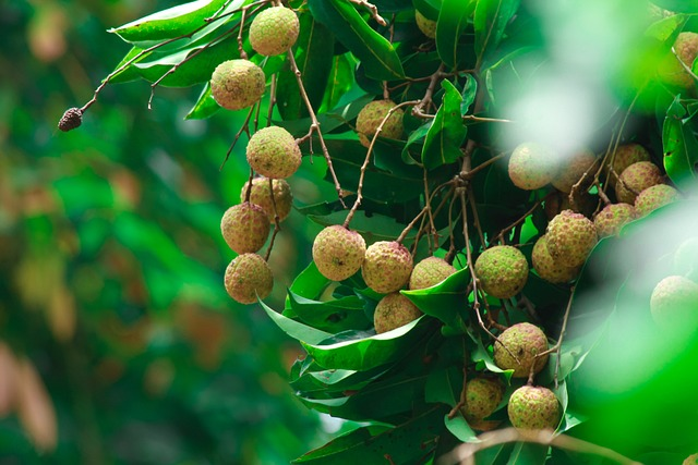 A lychee tree with lychee fruit in South Florida