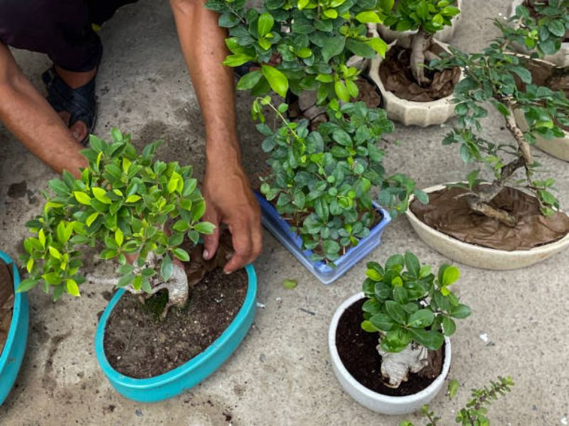 The demands for bonsai soil are even more distinct and crucial.