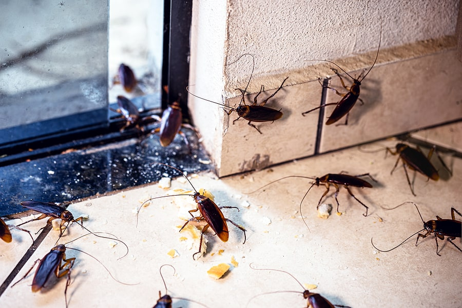 Detecting Roaches in Walls Signs & Indicators