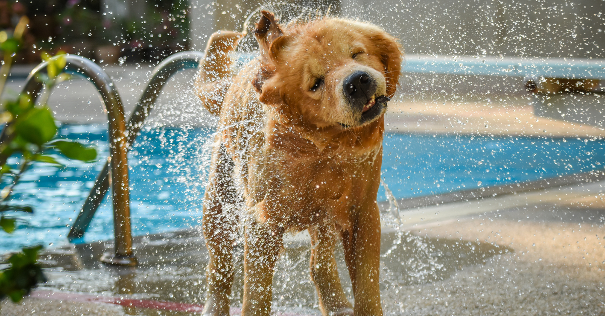 Happy golden retriever shaking off water by a pool at a pet-friendly West Cape May vacation rental on ShoreSummerRentals.com