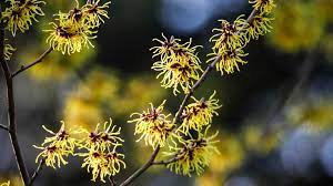 8 Benefits and Uses of Witch Hazel