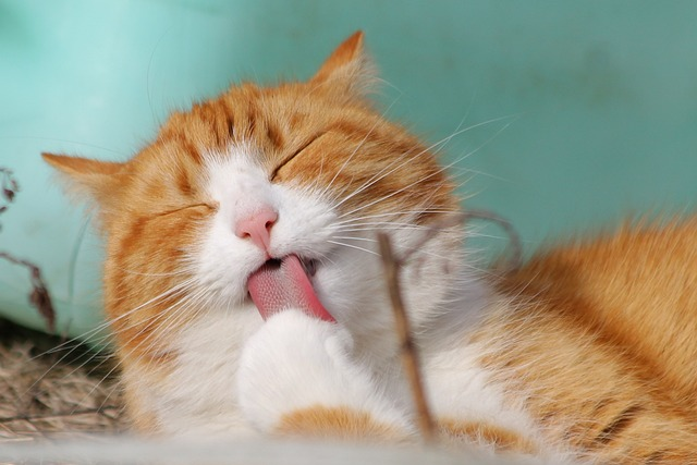 cat,