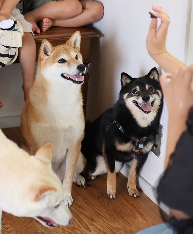 different variants of shiba inus. 