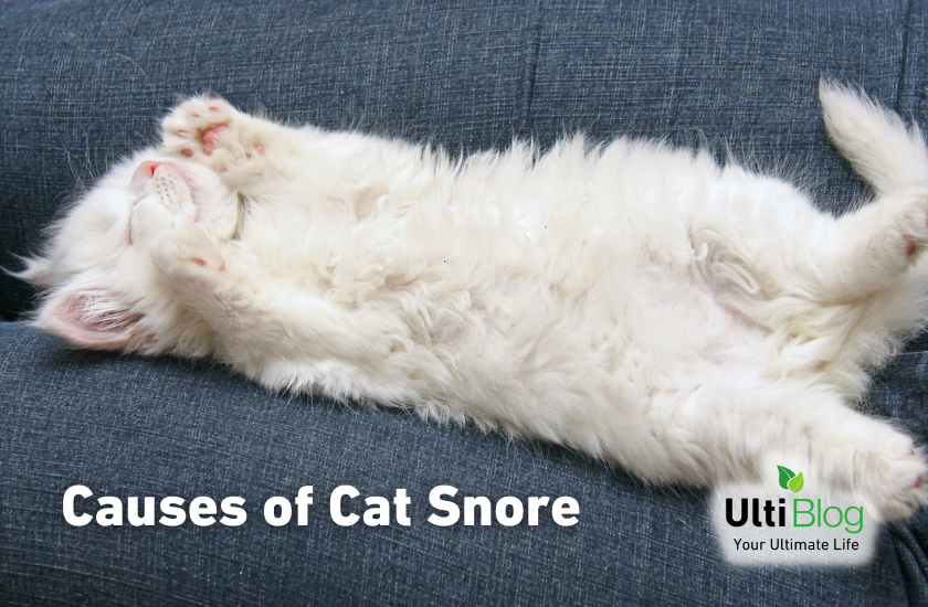 Causes of Cat Snore in a post about  Cat Snoring