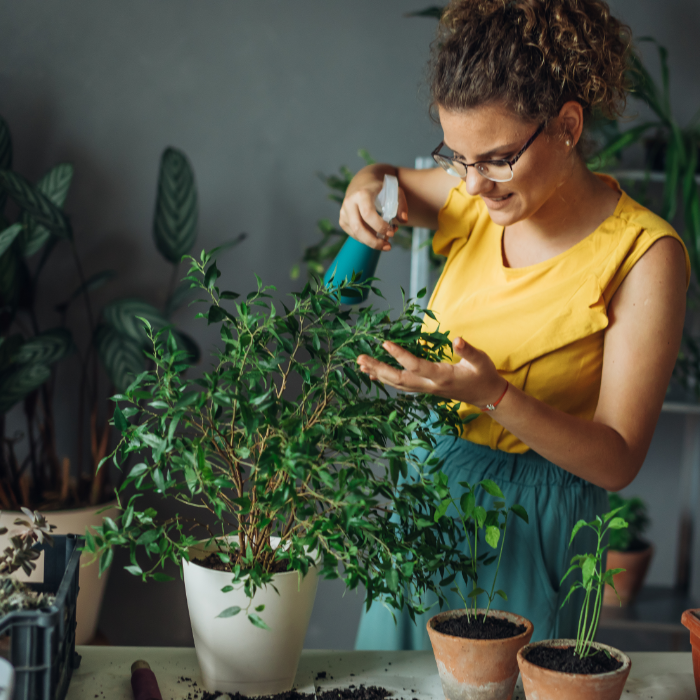 A picture of a person caring for low light hanging plants