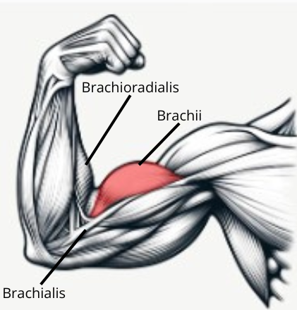 Pencil style illustration pointing out the biceps brachii, brachialis and brachioradialis muscles in the arm.