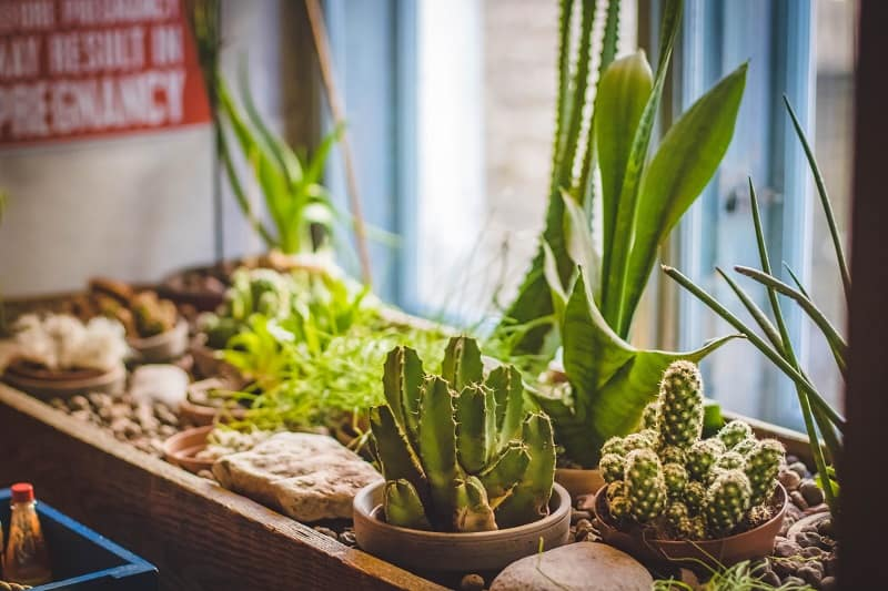 cactus plants light, desert cacti