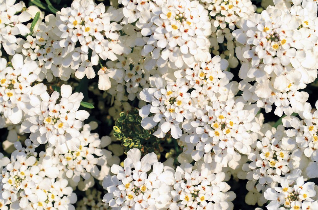 Candytuft