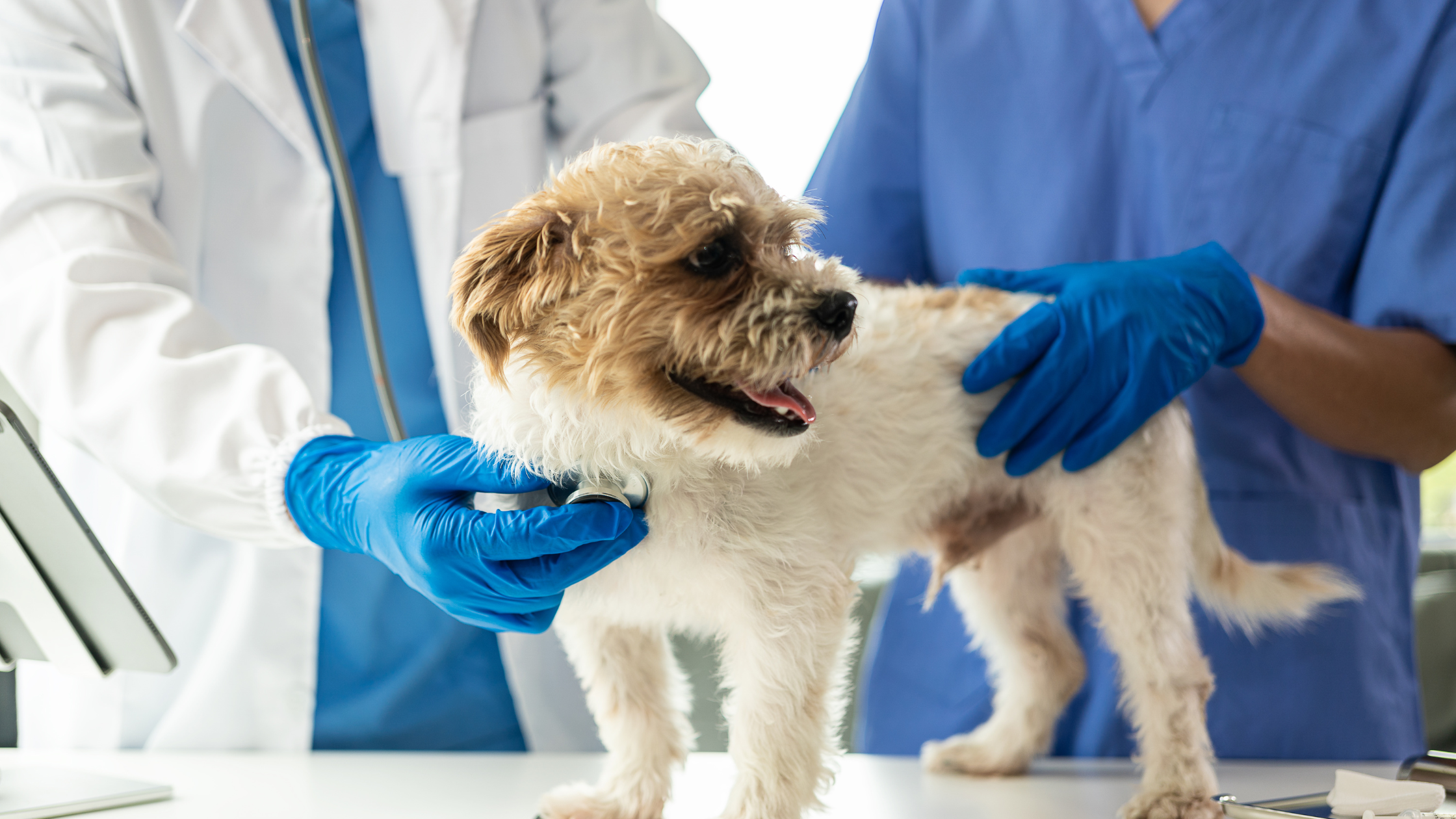 A short haired Shih Tzu being examined by a vet