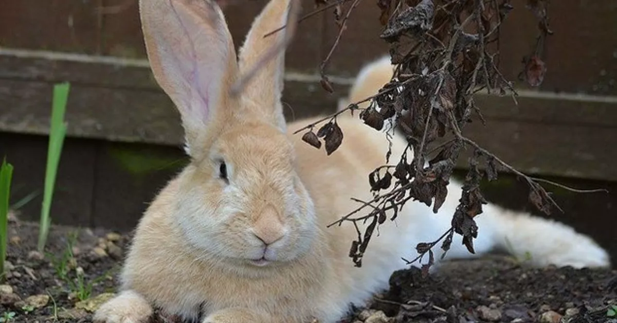 Giant Rabbits