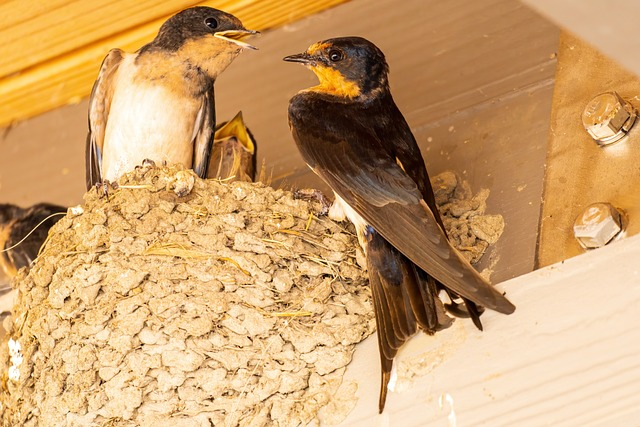 barn swallow, swallow nest, swallow feeding