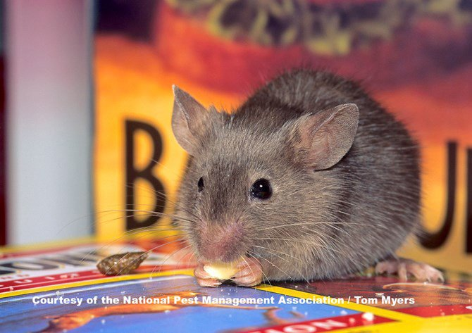 An image of a mouse eating crumbs inside a home.