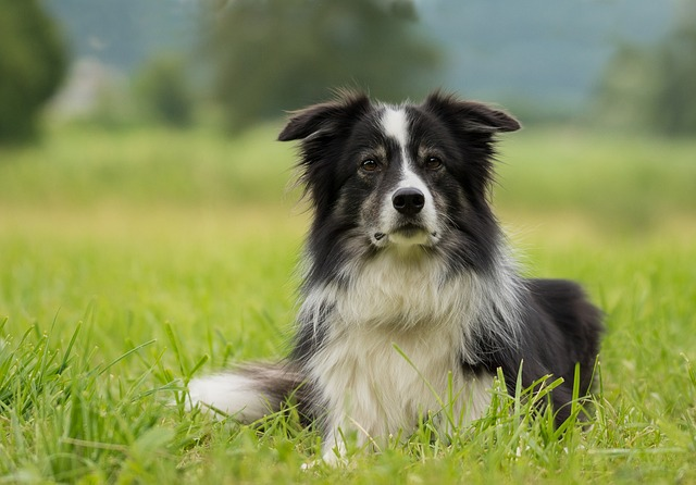 border collie, dog, collie