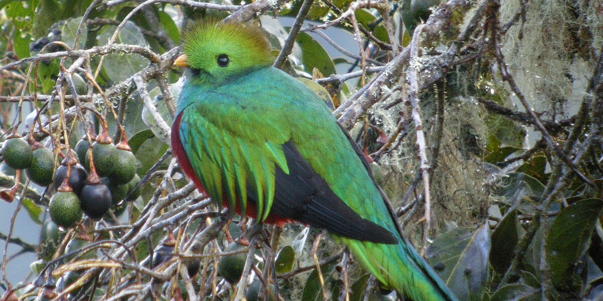 interesting animals in guatemala