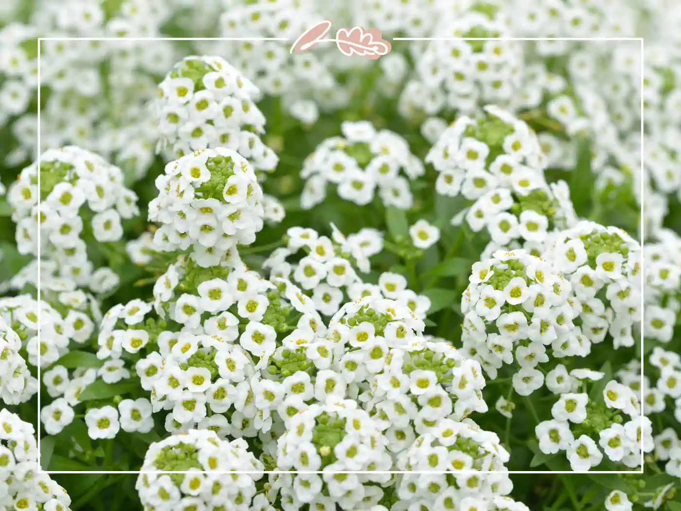 Delicate clusters of white alyssum flowers in a lush garden setting. Fabulous Flowers and Gifts.